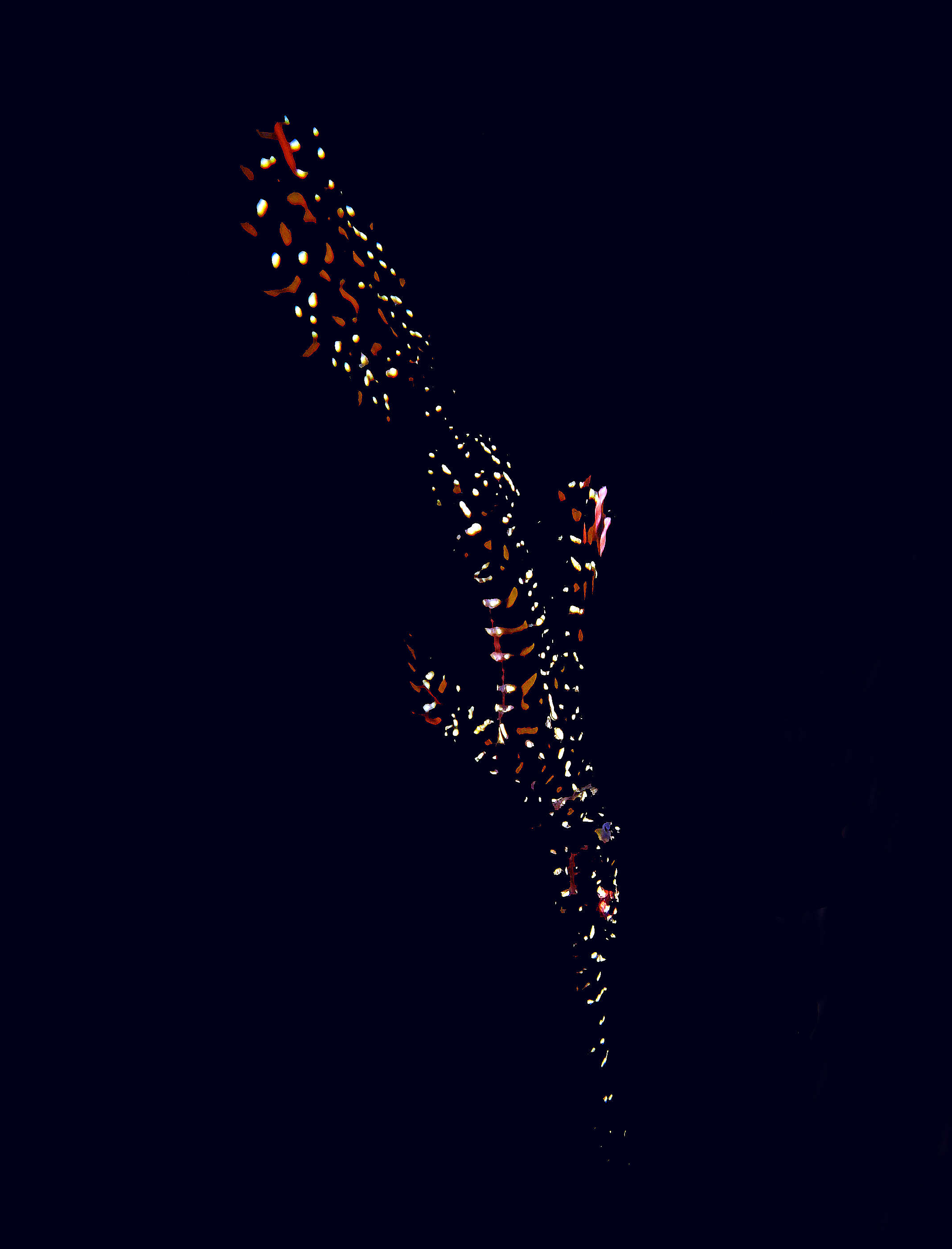 Image of Ornate ghost pipefish