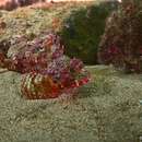 Image of Angola rockfish