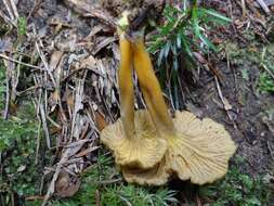 Image of Funnel Chanterelle