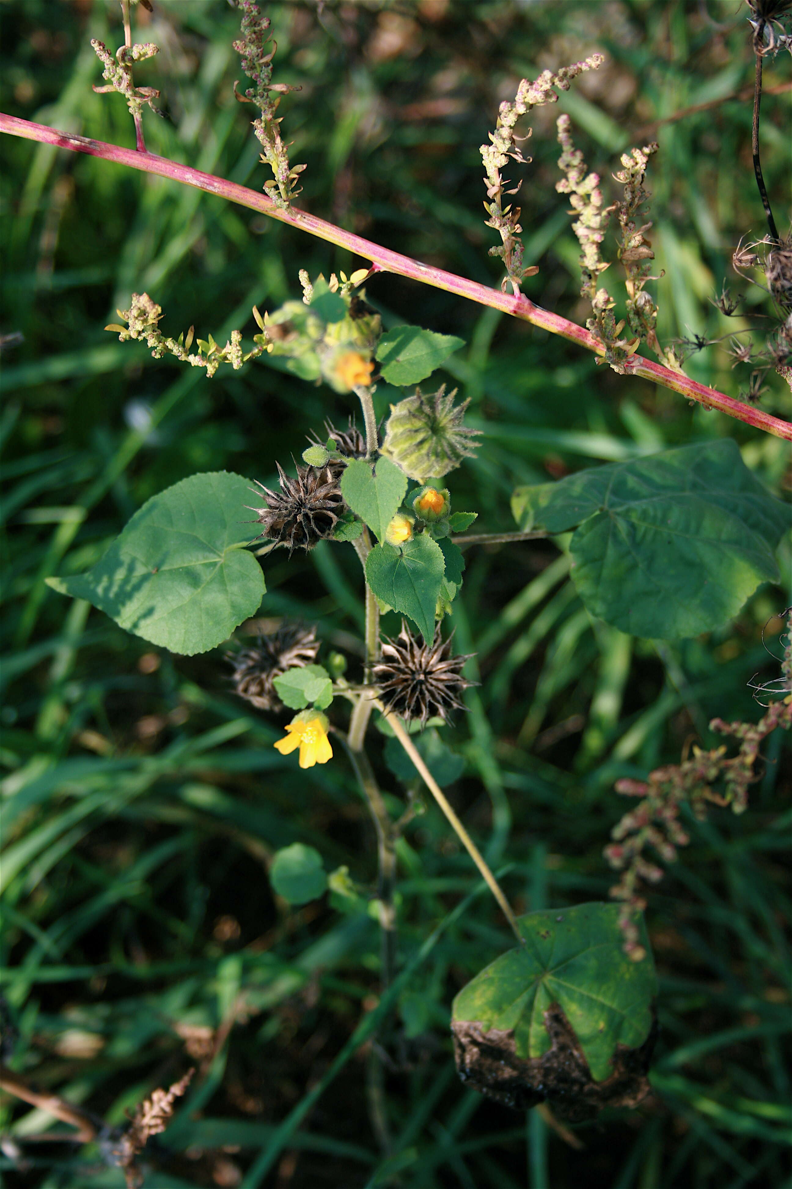 Plancia ëd Abutilon theophrasti Medik.