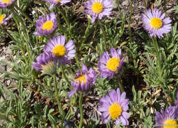 Image of shining fleabane