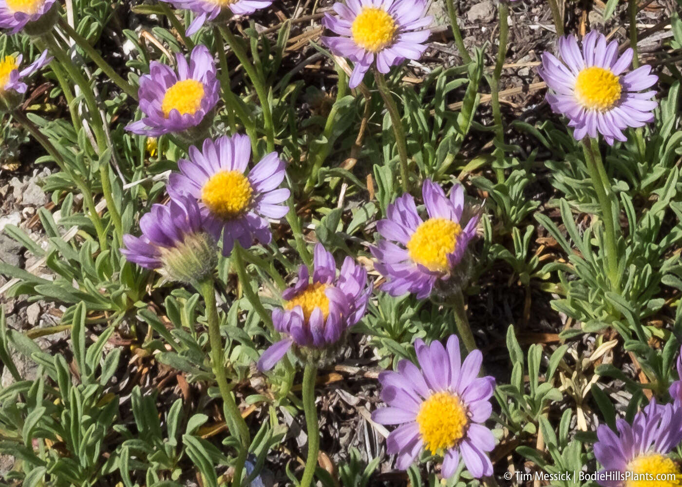 Image de Erigeron barbellulatus Greene