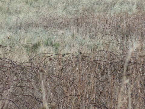 Image of Common Reed Bunting