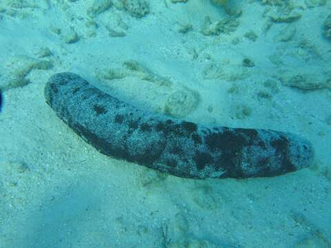 Image of Black sea cucumber