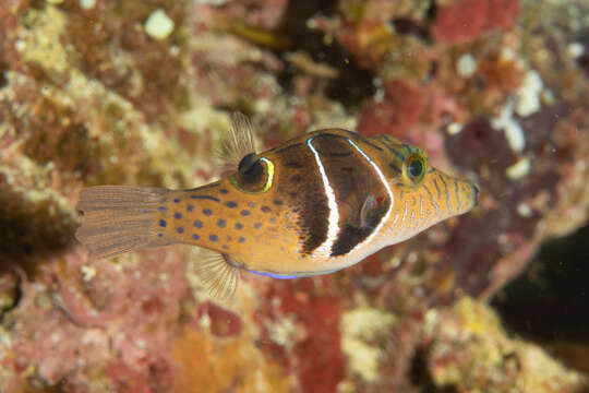 Image of Circle-barred puffer