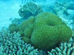 Image of Flowerpot corals