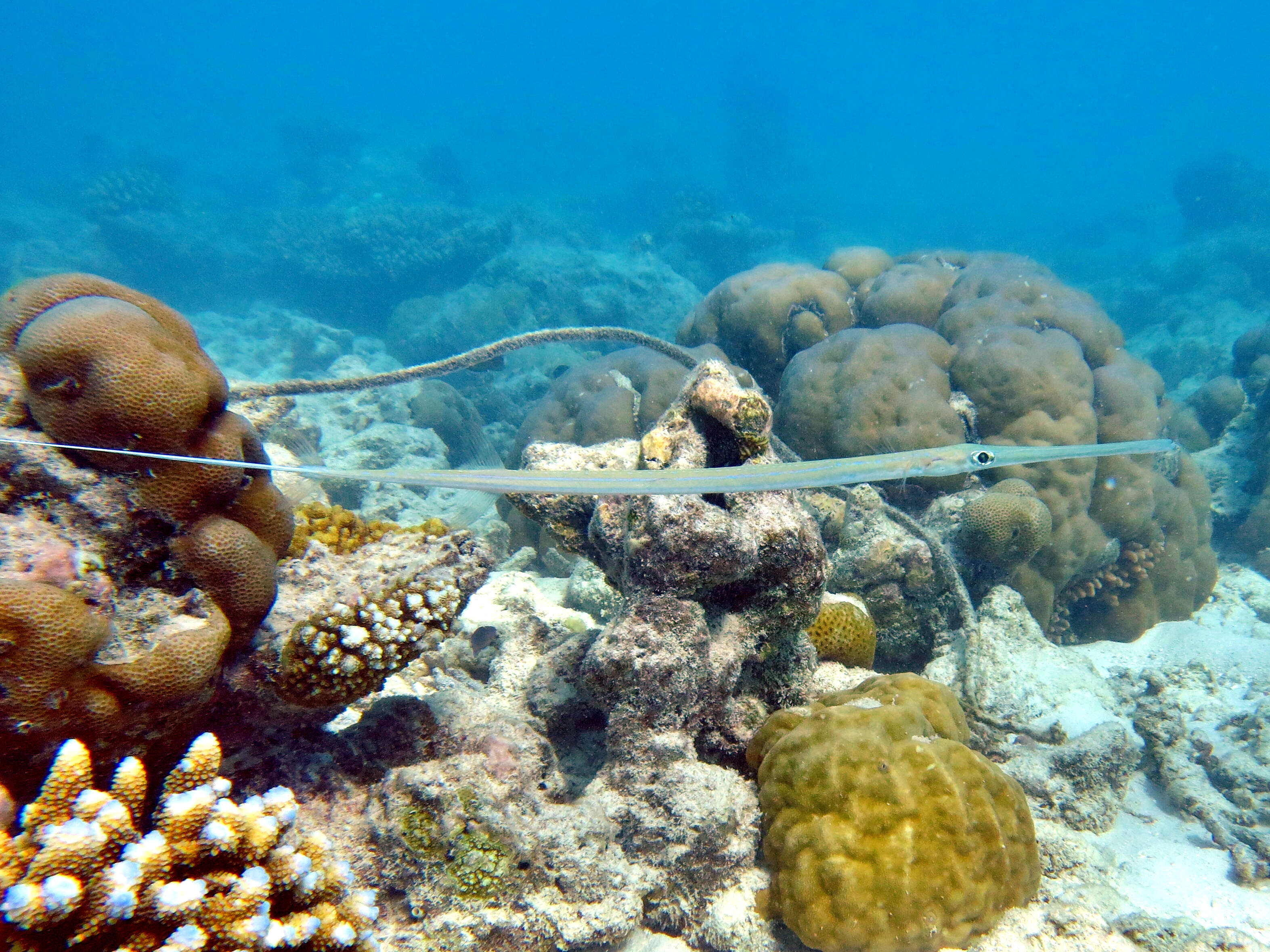 Image of Bluespotted cornetfish