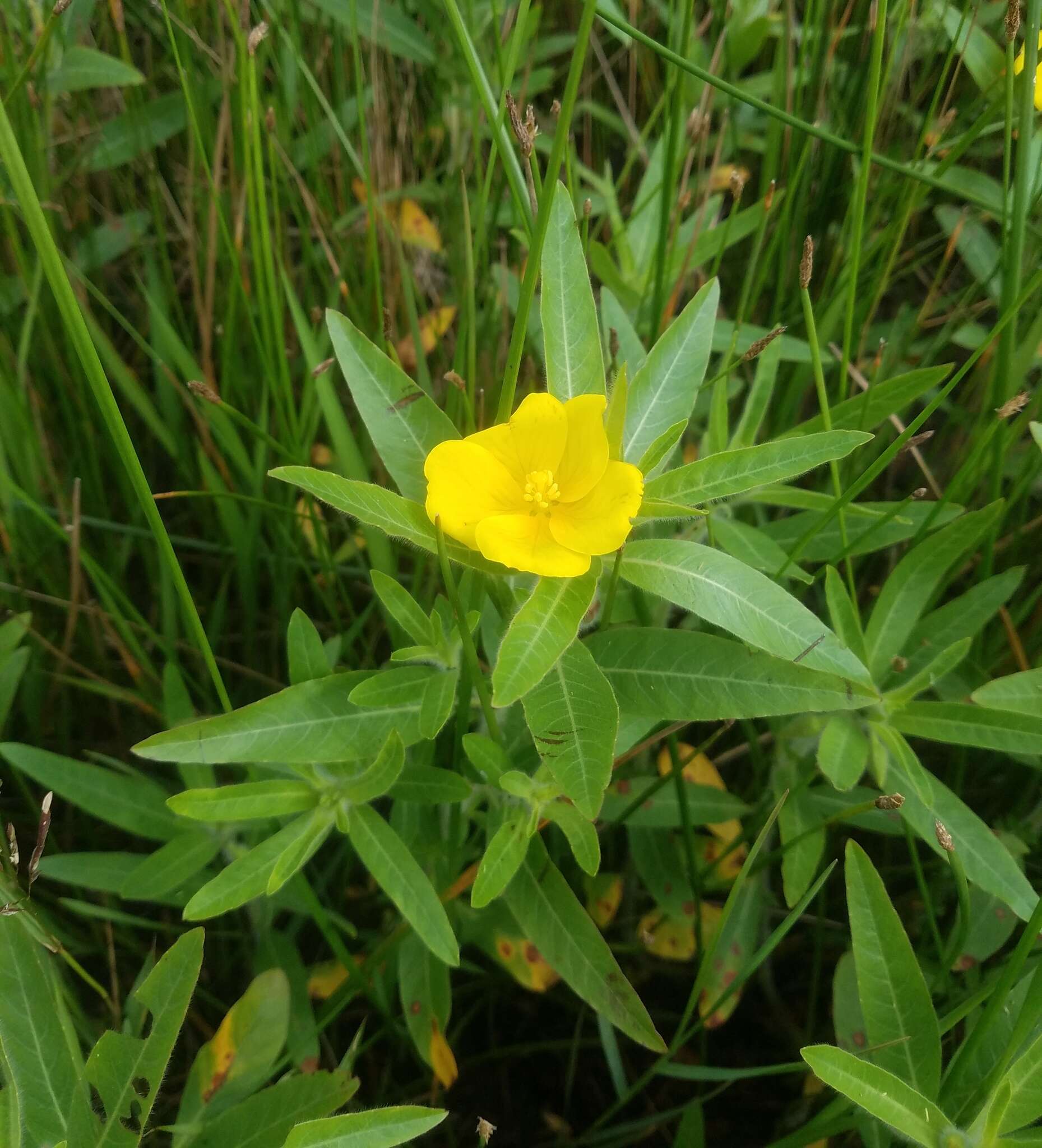 Ludwigia grandiflora var. hexapetala (Hook. & Arn.) D. B. Ward resmi