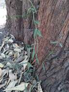 Image of Wiggins' swallow-wort