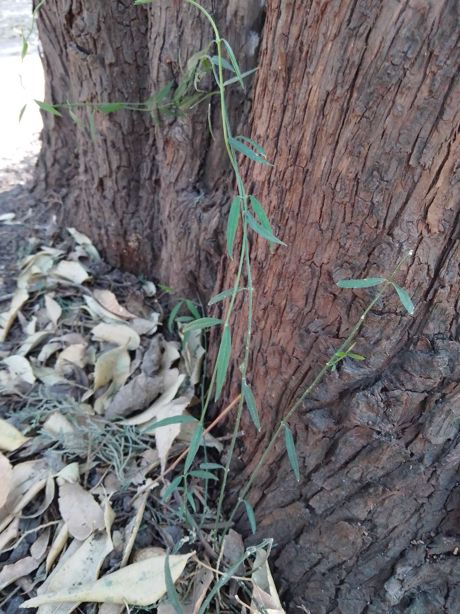 Image of Wiggins' swallow-wort