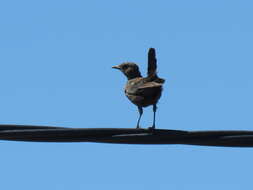 Image of Ant-eating Chat