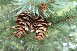 Image of Douglas Fir