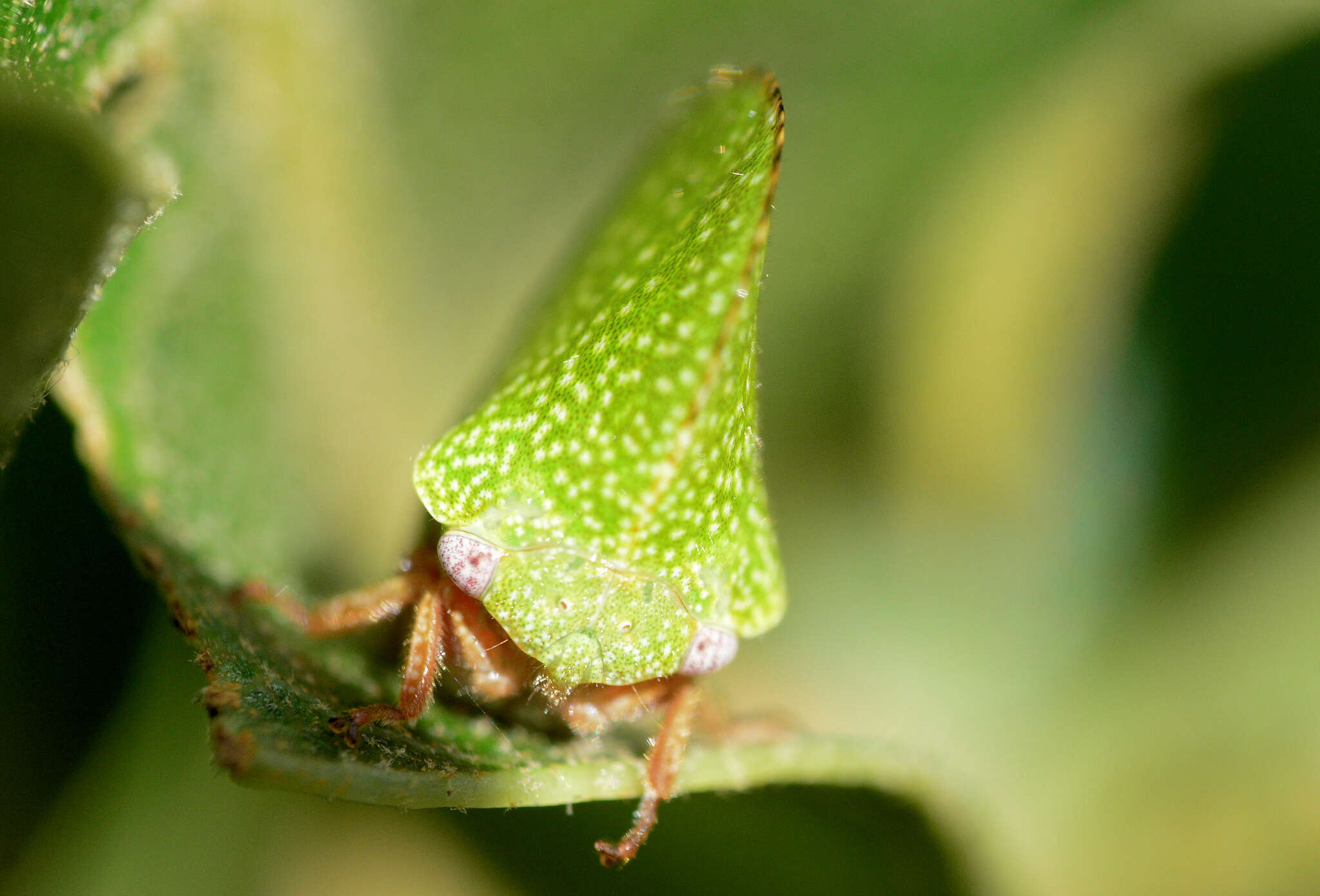 Imagem de Archasia auriculata Fitch