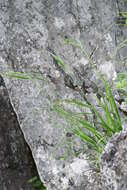 Imagem de Elymus coreanus Honda