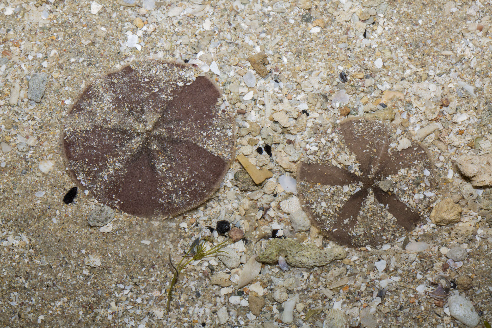 Image of cake sand dollar