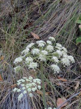 Angelica tomentosa S. Wats. resmi