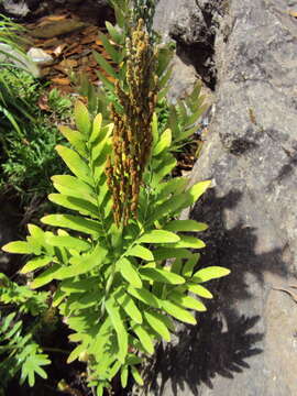 Image of Royal Fern