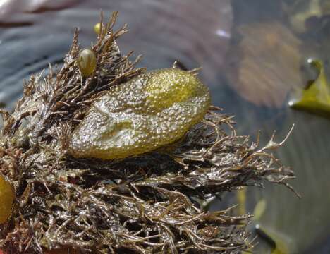 Sivun Soranthera ulvoidea kuva