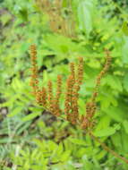 Image of Royal Fern