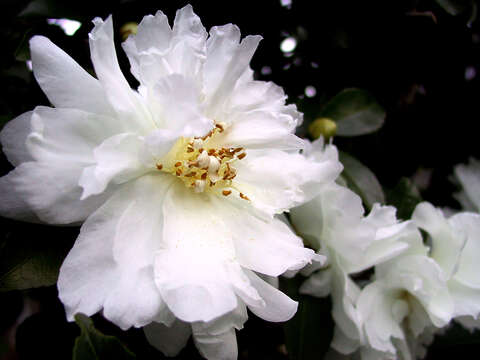 Image of Camellia sasanqua