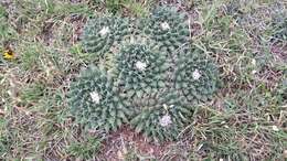 Image of Mammillaria uncinata Zucc. ex Pfeiff.