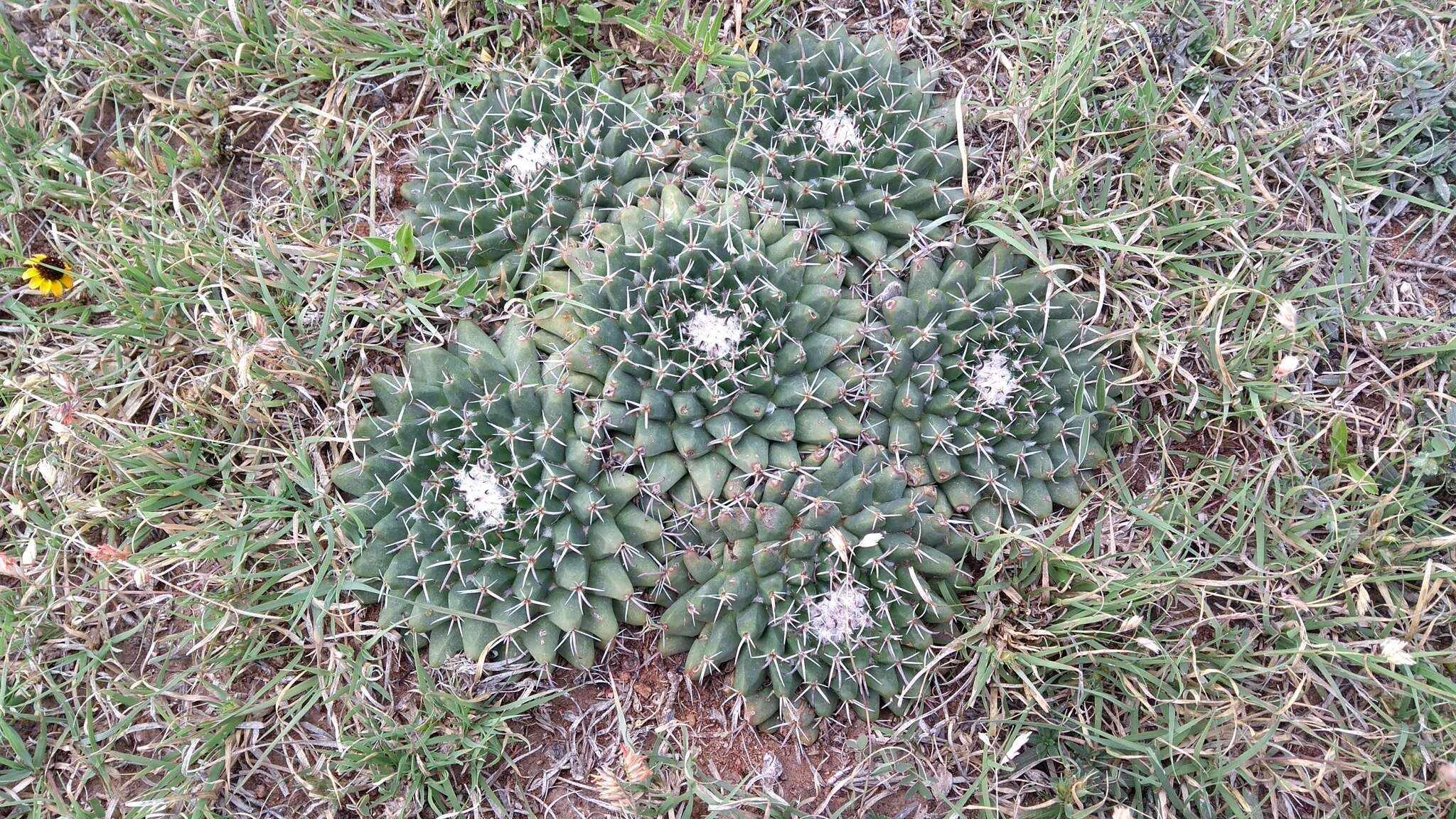 Image of Mammillaria uncinata Zucc. ex Pfeiff.