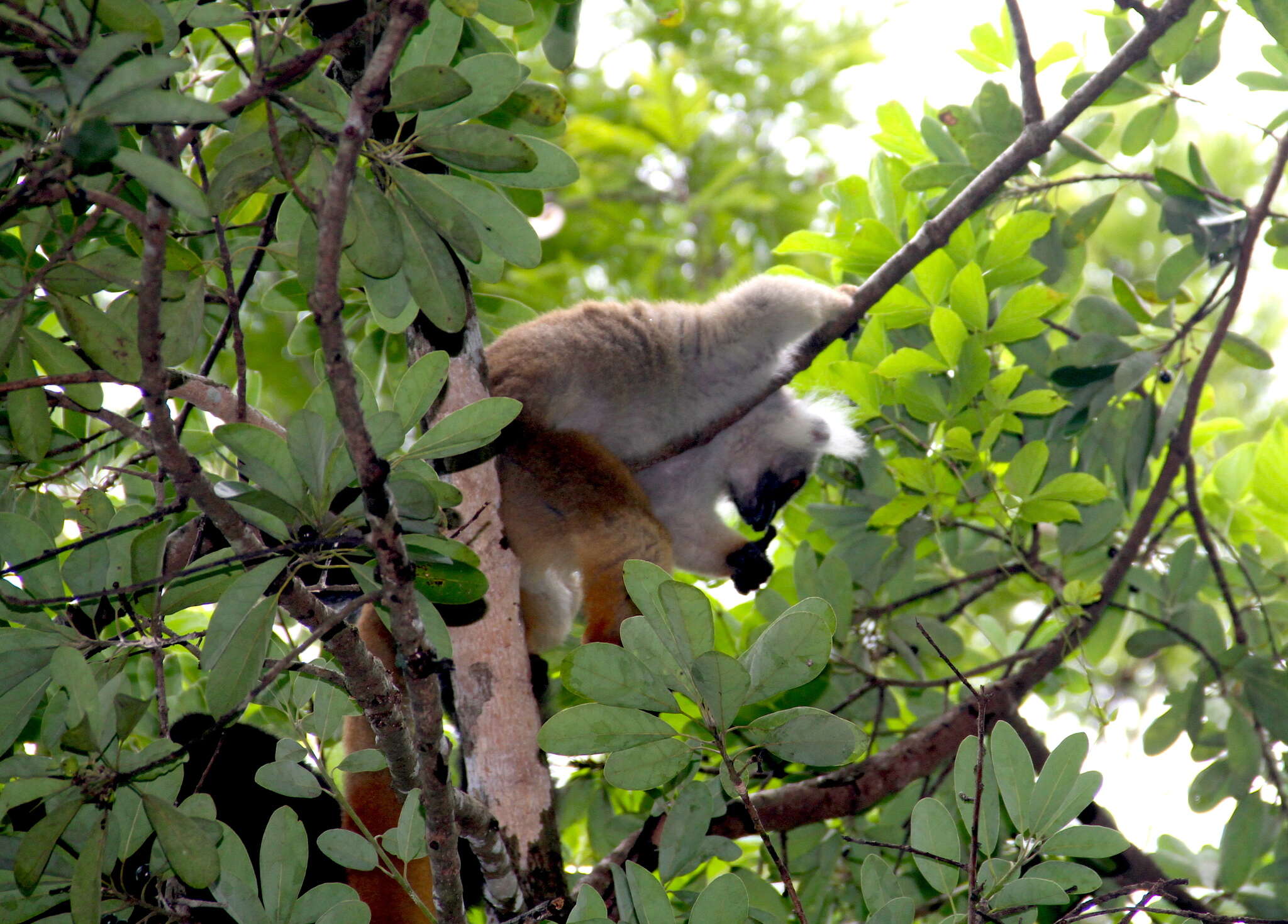 Image of Black Lemur