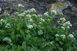 Imagem de Cardamine asarifolia L.