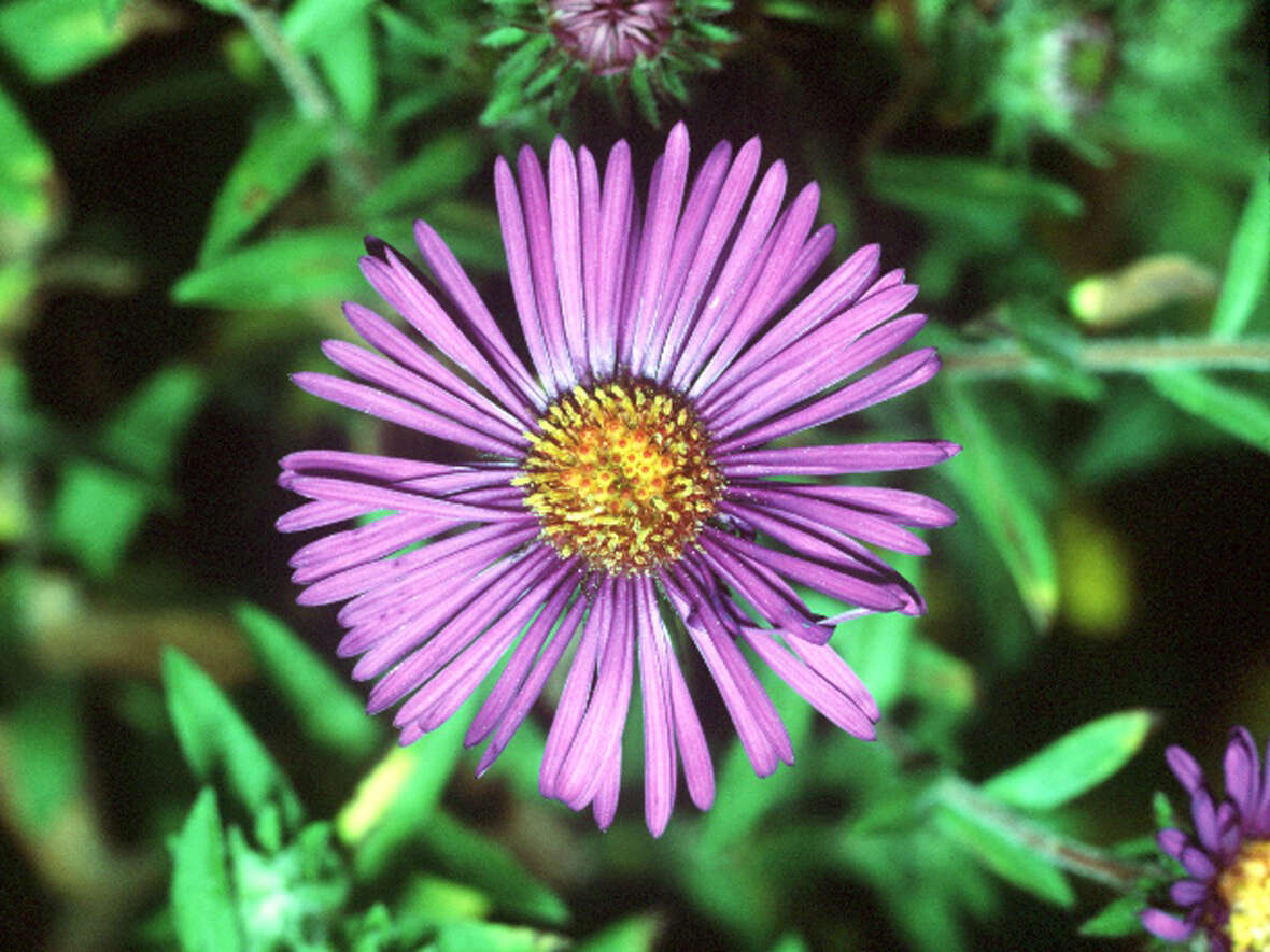 Image of Michaelmas daisy