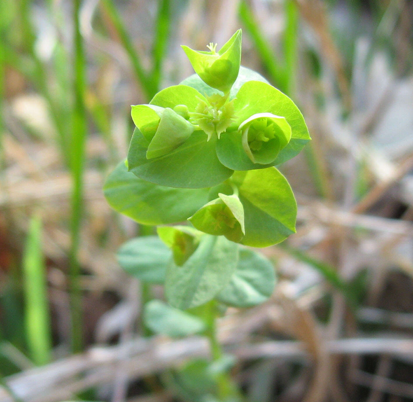 Image of tinted woodland spurge