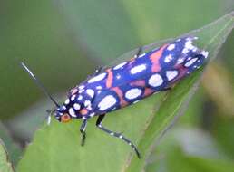 Image de Cydosia nobilitella Cramer 1779