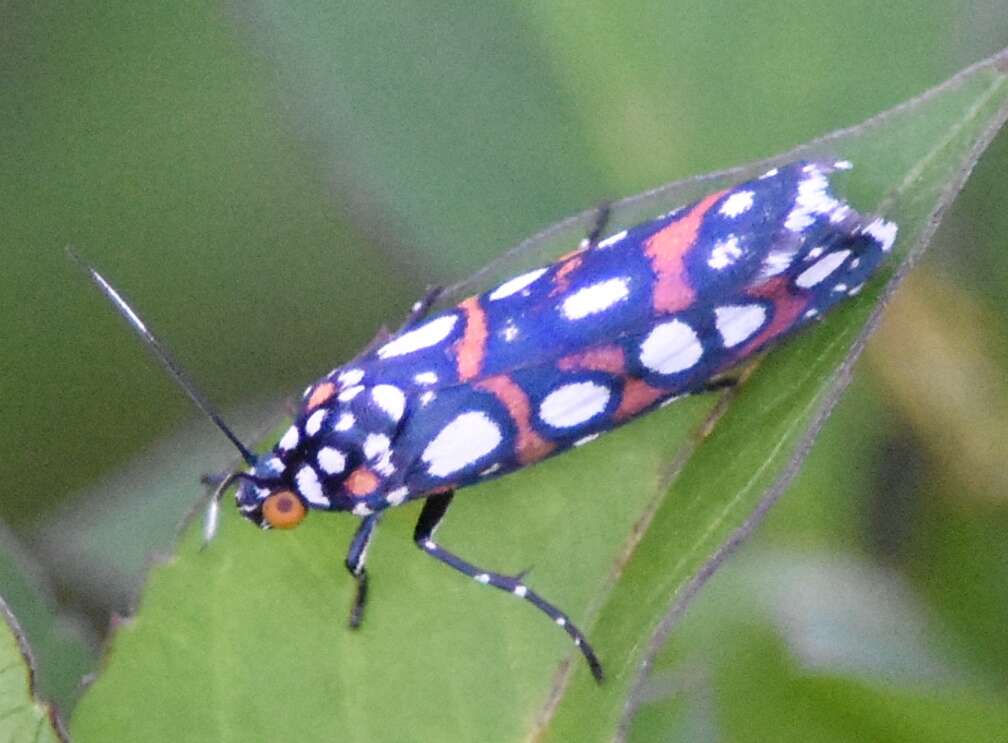 Sivun Cydosia nobilitella Cramer 1779 kuva