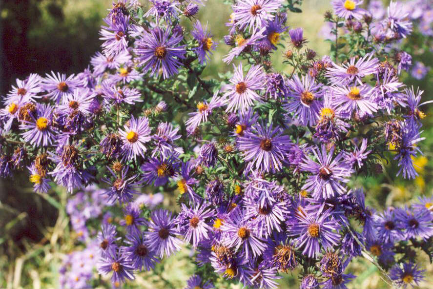 Image of Michaelmas daisy