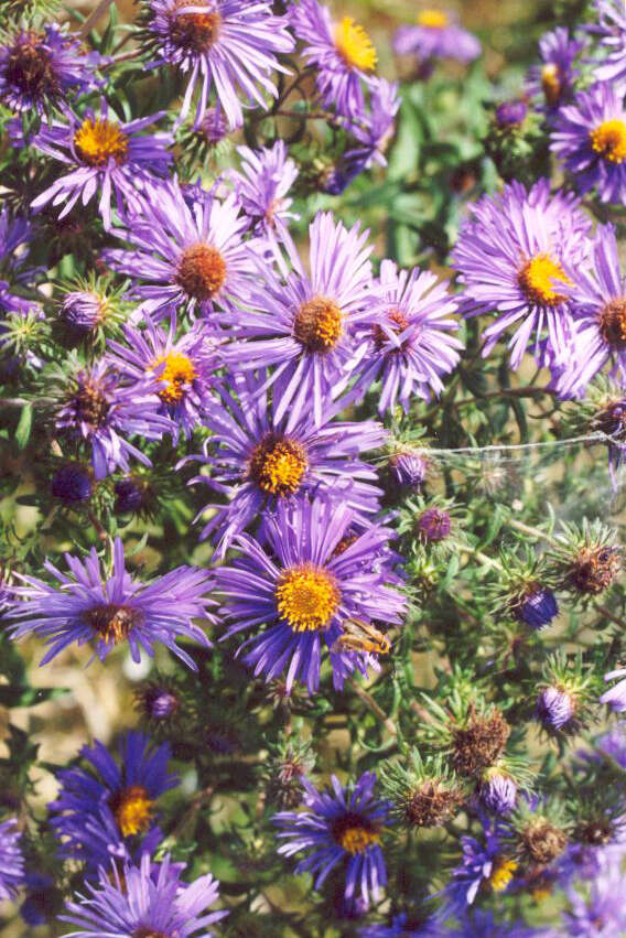 Image of Michaelmas daisy