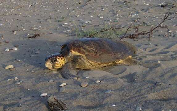 Image of Caretta