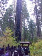 Image of giant sequoia