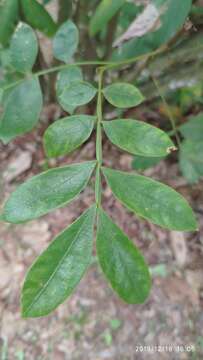 Image of Guioa pleuropteris (Bl.) Radlk.