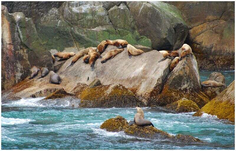 Image of northerns sea lions