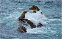 Image of northerns sea lions