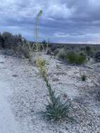 Image de Stanleya viridiflora Nutt.