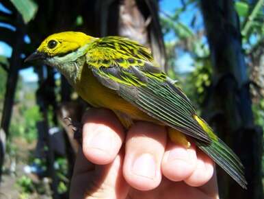 Image of Silver-throated Tanager