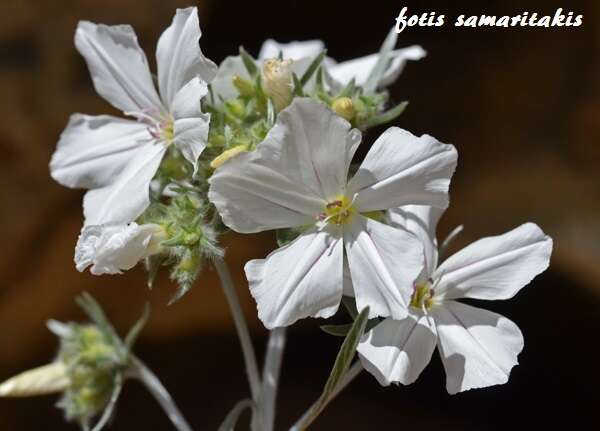 Слика од Convolvulus argyrothamnos W. Greuter