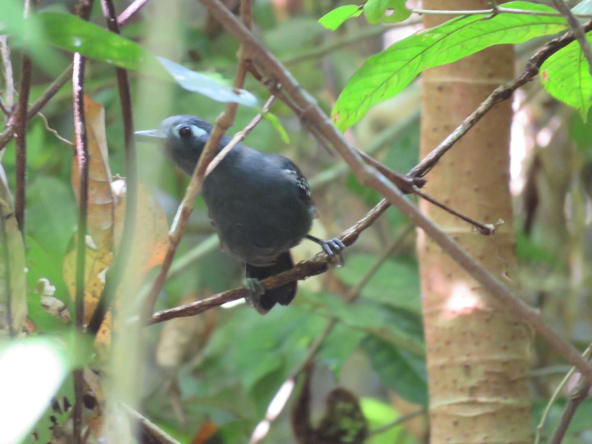 Image of Plumbeous Antbird