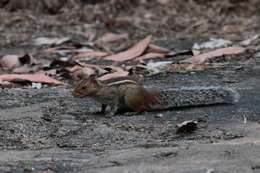 Image of Jungle Palm Squirrel