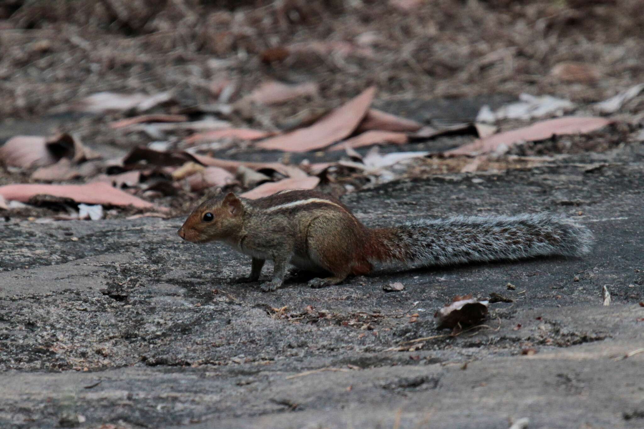 Imagem de Funambulus tristriatus (Waterhouse 1837)