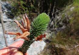 Plancia ëd Erica fascicularis L. fil.