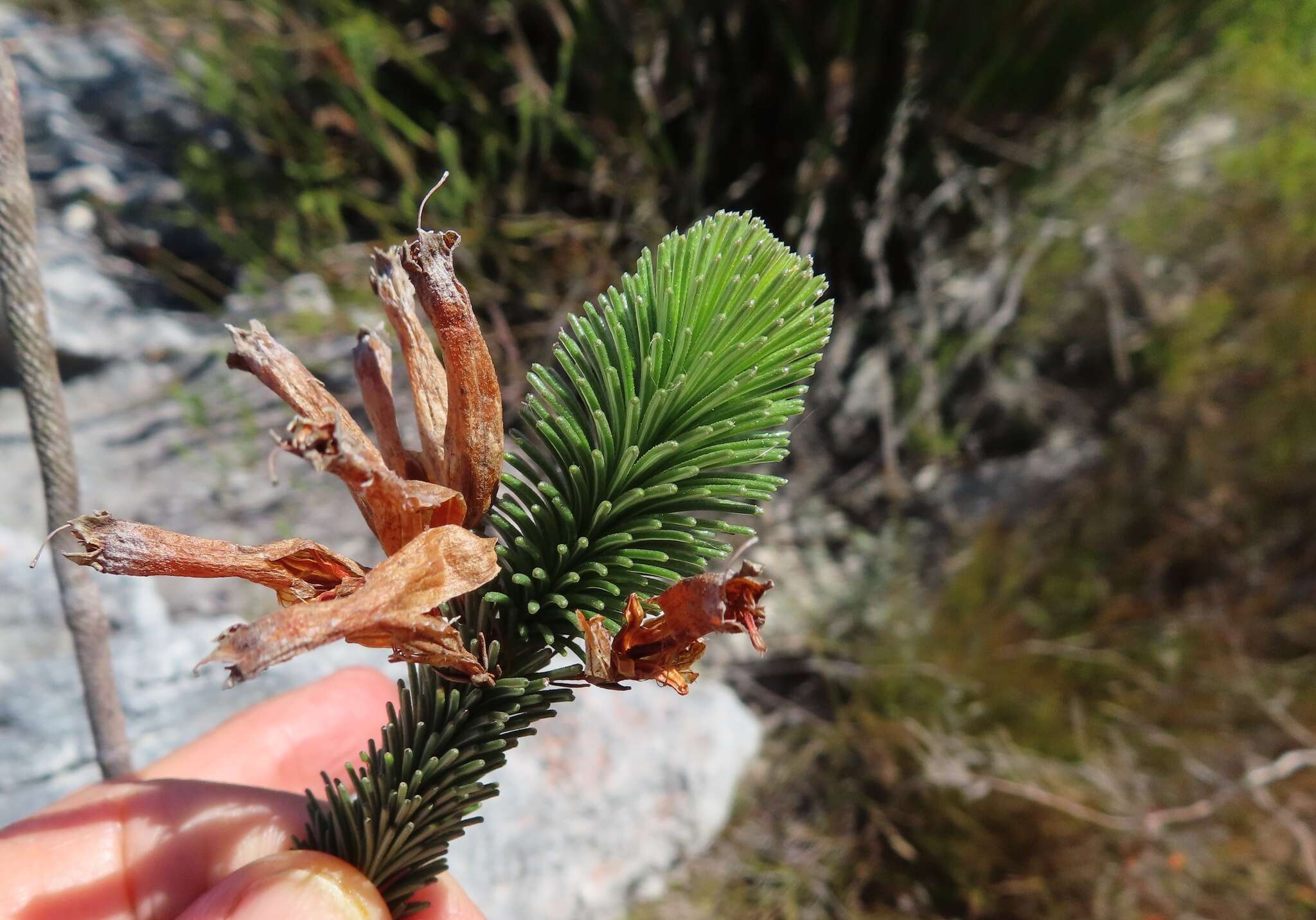 Image of Erica fascicularis L. fil.