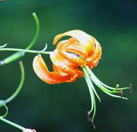 Image of Henry's lily