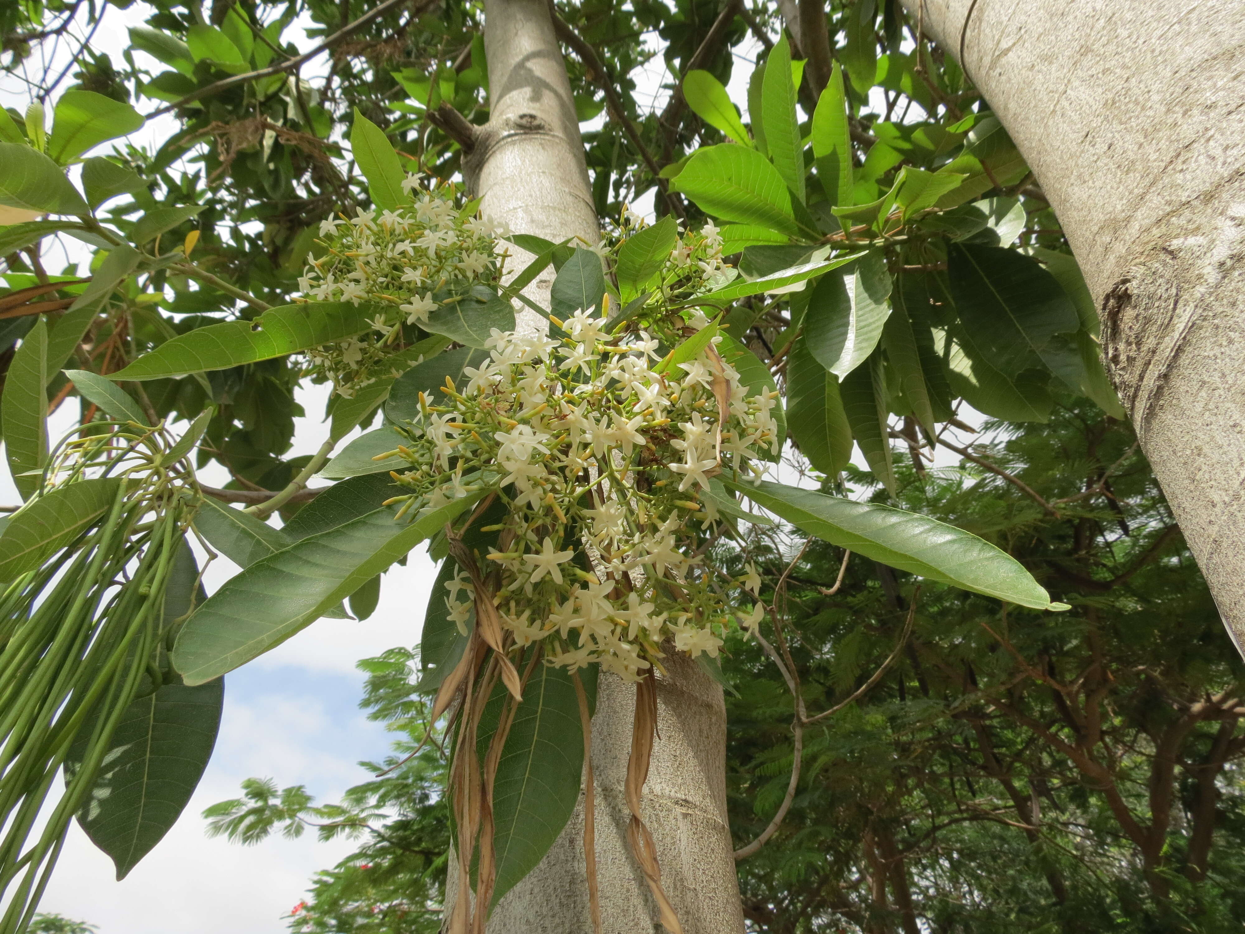 Alstonia macrophylla Wall. ex G. Don resmi