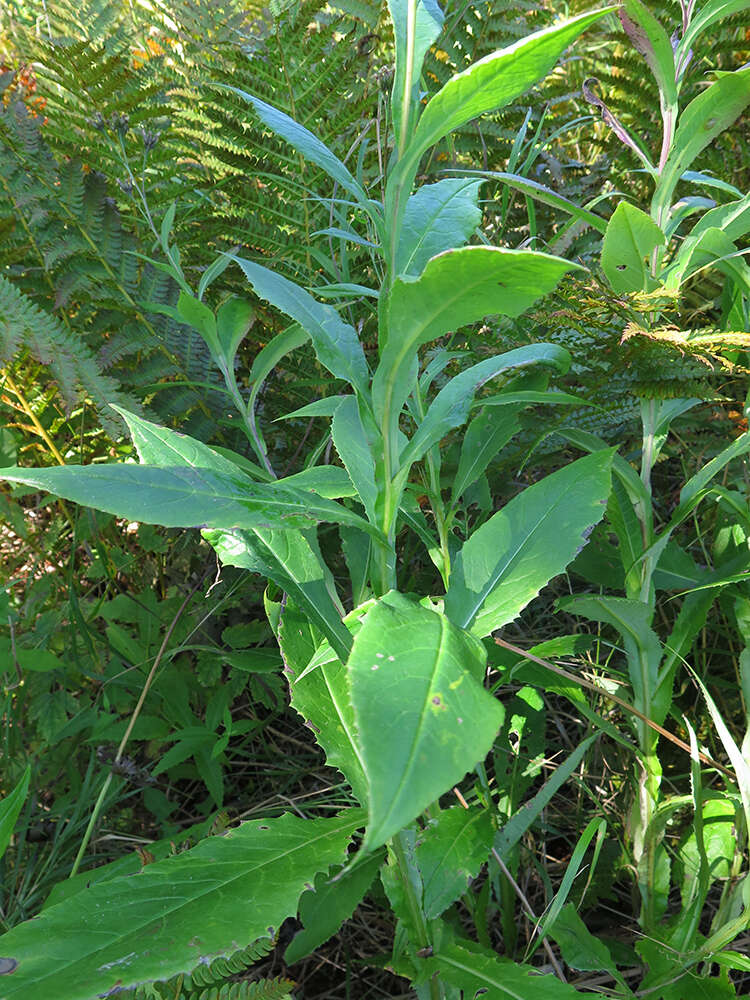 Image of Saussurea neoserrata Nakai